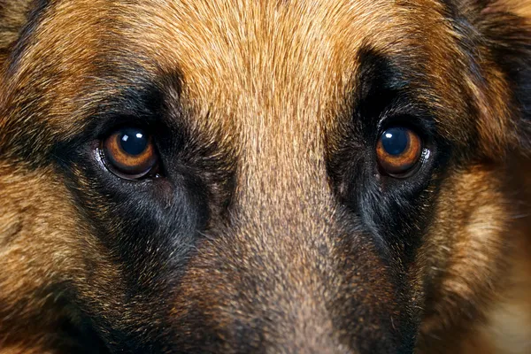 Close up van Duitse herder hond ogen Rechtenvrije Stockfoto's