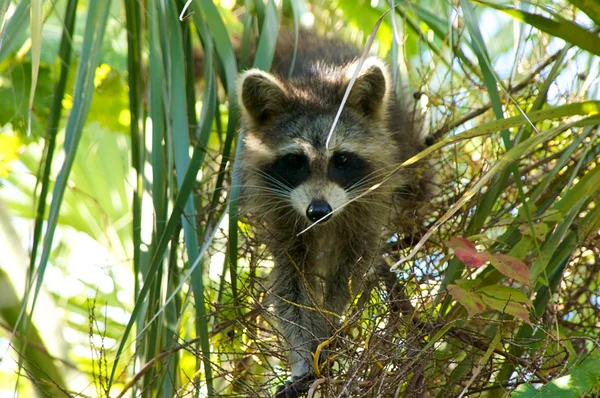 Raccoon in tree looking down at viewer — Stock Photo, Image