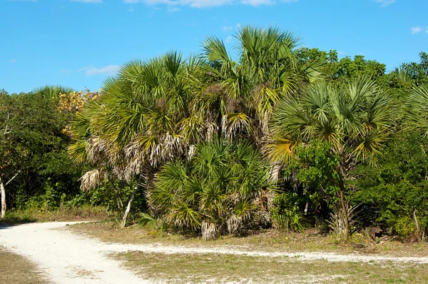 Agrupamento de palmeiras ao longo da estrada de terra — Fotografia de Stock