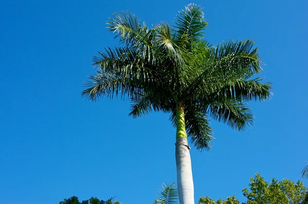 Palmeira contra céu — Fotografia de Stock