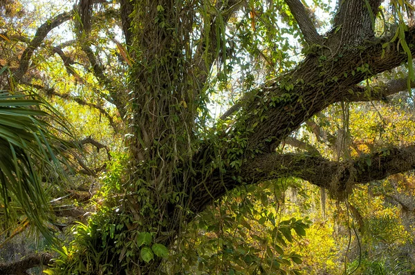 Overgrown tropical vegetation — Stock Photo, Image