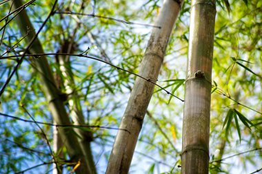 Bambu ağaçları mavi gökyüzü karşı