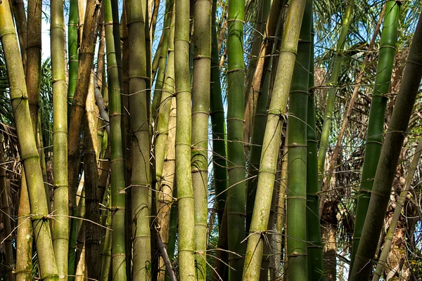 Parche de árboles de bambú creciendo silvestres —  Fotos de Stock