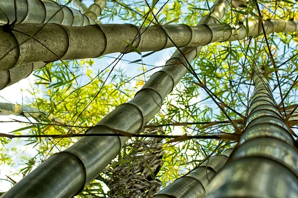 Árvores de bambu altas crescendo — Fotografia de Stock