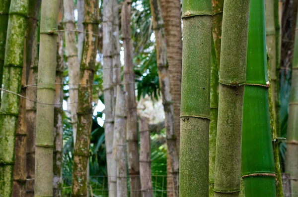 Primer plano de los árboles de bambú —  Fotos de Stock
