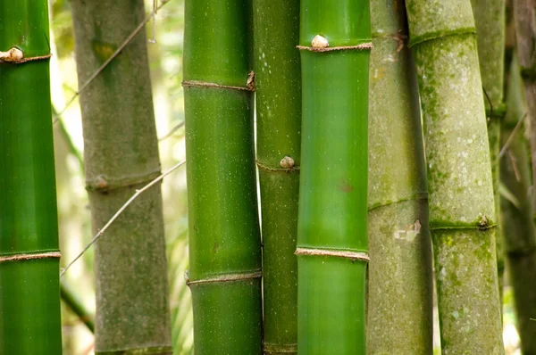 Primer plano de bambú —  Fotos de Stock