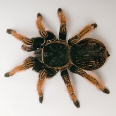 Meksikalı kırmızı hırpaladığım tarantula.