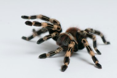 Brazilian whiteknee tarantula clipart