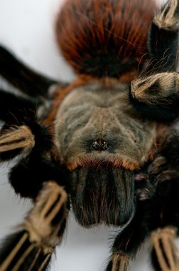 Brazilian whiteknee tarantula. Head closeup clipart