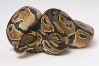 Python regius bir rulo