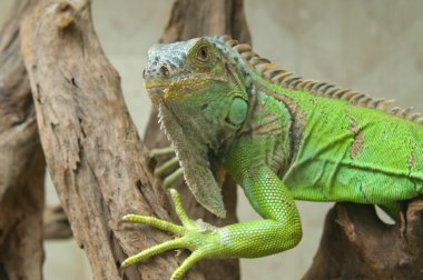 Yeşil iguana