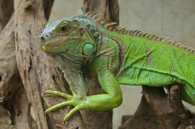 Yeşil iguana