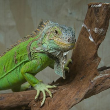 Yeşil iguana