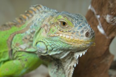 Yeşil iguana