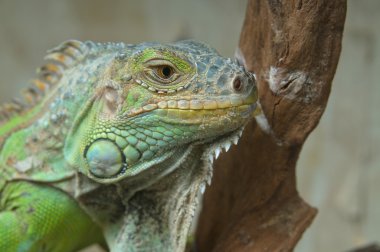 Yeşil iguana