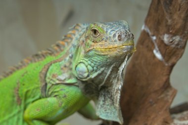 Yeşil iguana