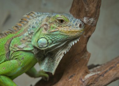 Yeşil iguana