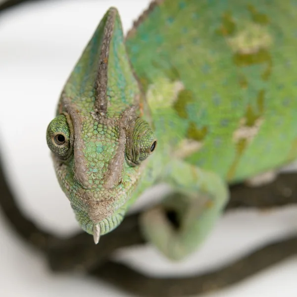 Chameleon on white background closeup — Stock Photo, Image