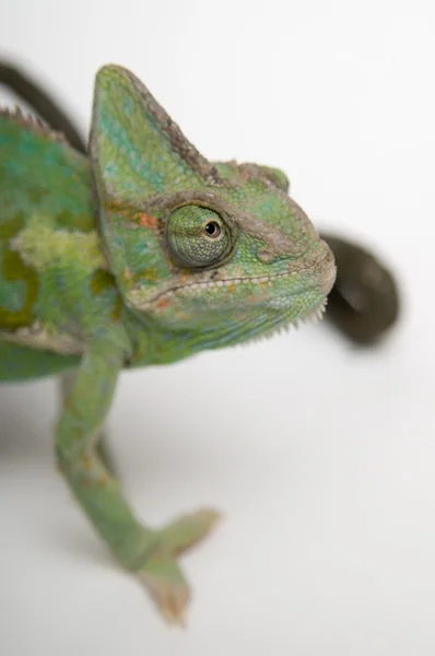Chameleon on white background closeup — Stock Photo, Image