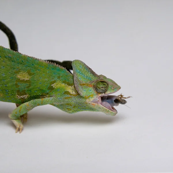 Chameleon hunting — Stock Photo, Image