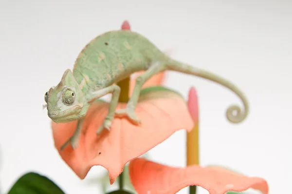 Chameleon baby — Stock Photo, Image