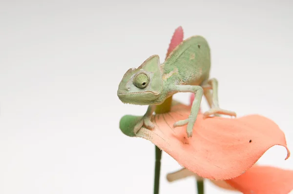 Chameleon baby — Stock Photo, Image