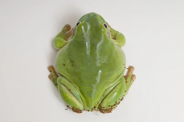 stock image Australian green tree frog