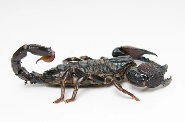 Czarny Skorpion — Zdjęcie stockowe