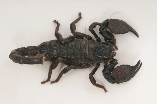 Black scorpion — Stockfoto