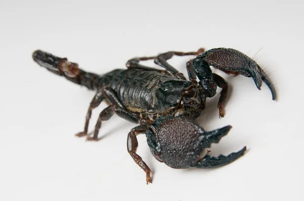 Black scorpion — Stock Photo, Image