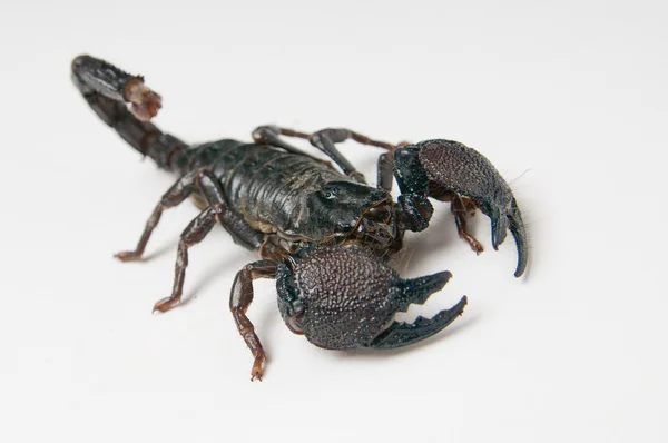 Escorpión negro —  Fotos de Stock