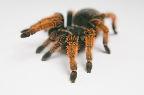Mexican Red-kneed Tarantula closeup against white background