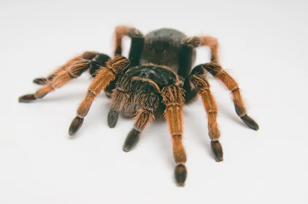 stock image Mexican Red-kneed Tarantula.