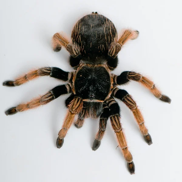 Mexikói piros határozatlan tarantula. — Stock Fotó