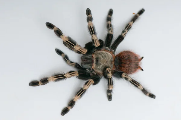 Braziliaanse whiteknee tarantula — Stockfoto