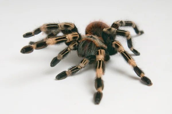 บราซิล whiteknee tarantula — ภาพถ่ายสต็อก