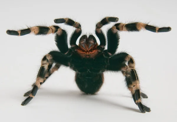 Brasilianska whiteknee tarantula i attackerande position — Stockfoto