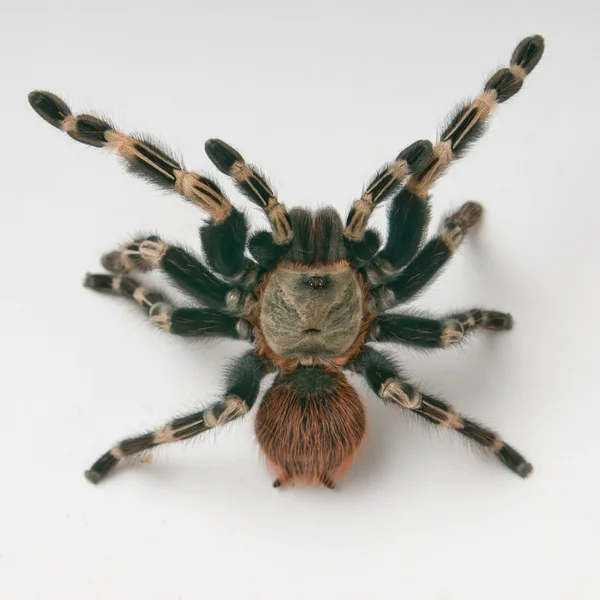 Βραζιλίας whiteknee tarantula στην επίθεση θέση — Φωτογραφία Αρχείου