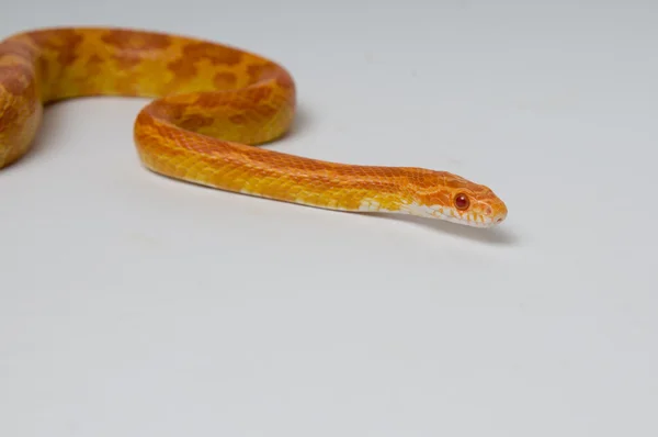 Corn snake closeup. — Stock Photo, Image