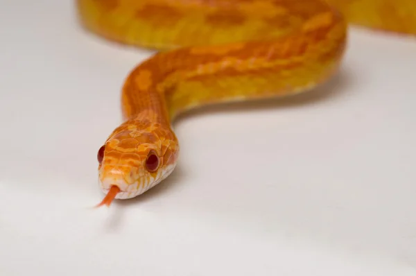 Corn snake closeup. — Stock Photo, Image