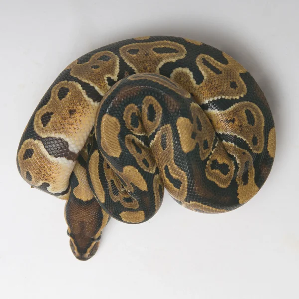 ロールのボールニシキヘビ — ストック写真