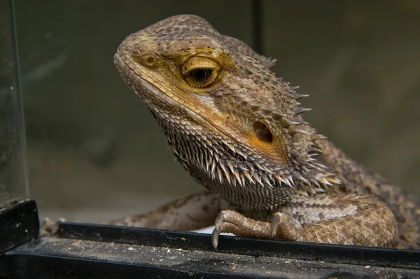 Closeup of head of Central Bearded Dragon — Stock Photo, Image