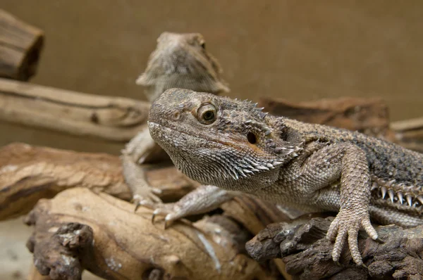 Couple of Central Bearded Dragon — Stock Photo, Image