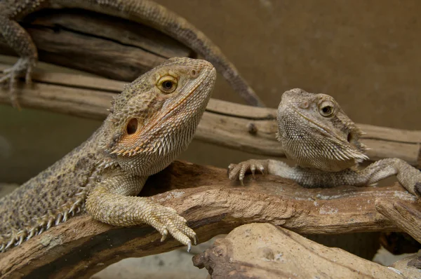 stock image Couple of Central Bearded Dragon