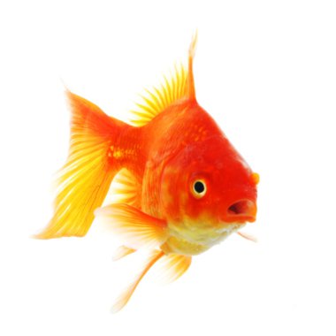 Goldfish clipart