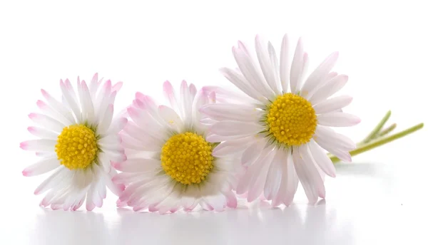 Flor de margarita — Foto de Stock