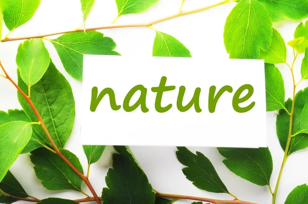 Naturaleza — Foto de Stock