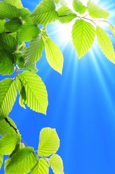 Leaf and blue sky — Stock Photo, Image