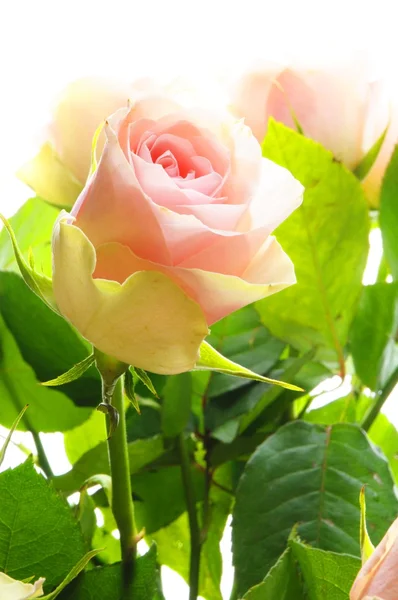 Leuchtend rosa Rosen — Stockfoto
