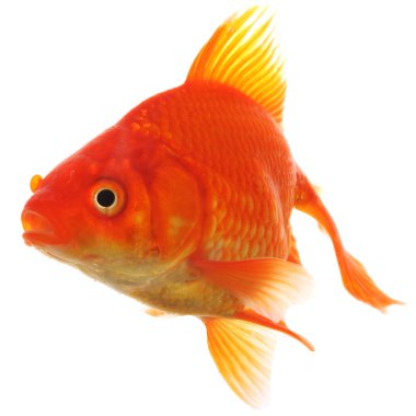 Goldfish clipart